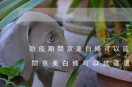 防疫期間京東白條可以延遲還款嗎-防疫期間京東白條可以延遲還款嗎安全嗎