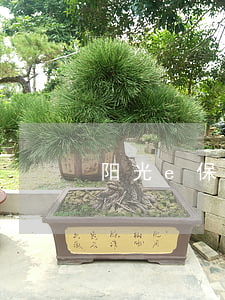 阳光e保贷逾期-阳光保e贷不还会怎么样
