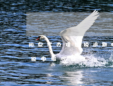 阳泉代办增值税逾期申报谁家好-增值税纳税申报代理
