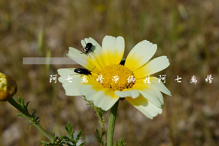 阿七离婚带俩娃(阿七离婚带俩娃)