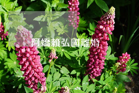 阿嬌賴弘國離婚