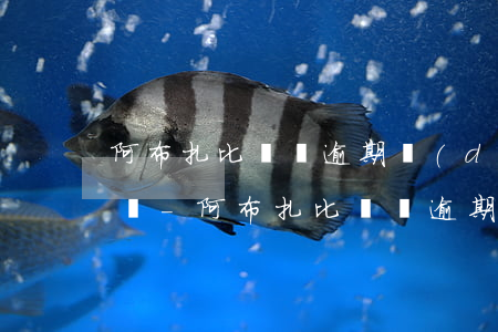 阿布扎比簽證逾期導(dǎo)致拉黑怎么辦-阿布扎比簽證逾期導(dǎo)致拉黑怎么辦呢