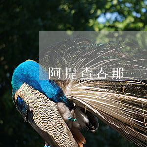 阿提查春那儂離婚