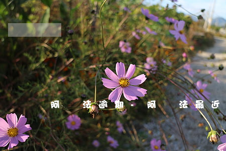 阿爾法逾期-阿爾法最近消息