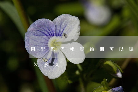 阿里巴巴帳期逾期可以嗎-阿里巴巴欠賬能欠多久