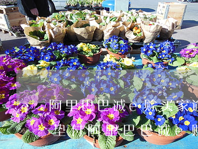 阿里巴巴诚e赊买家逾期,保险公司多久会先垫付?（阿里巴巴诚e赊买家逾期）