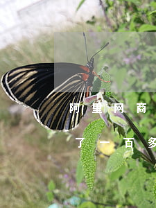 阿里网商贷逾期了咋办(支付宝的网商贷逾期了一百多天)
