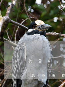 附營(yíng)業(yè)務(wù)停息掛賬貸款不應(yīng)由企業(yè)償還-附營(yíng)業(yè)務(wù)停息掛賬貸款不應(yīng)由企業(yè)償還