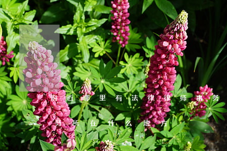 附近哪里有法律律师事务所(附近哪有律师事务所在什么地方)