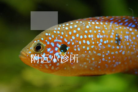 附近小诊所