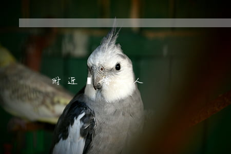 附近離婚女人