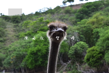 陈玲殷恩智离婚