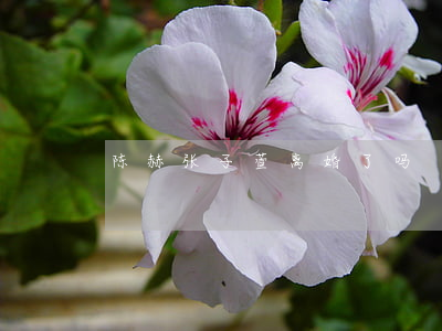 陈赫张子萱离婚了吗