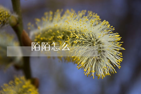陌陌怎么約