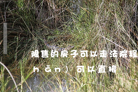 限售的房子可以走法院程序過戶嗎(房產(chǎn)可以直接過戶嗎)