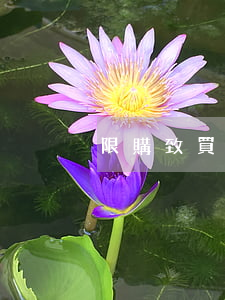 “限購”致買賣合同已解除 買方要求退還居間費