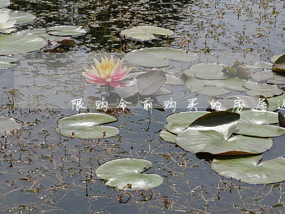 限购令前购买的房屋还能否过户？