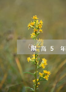 限高5年后無(wú)力償還