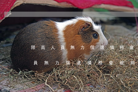 限高人員無力償還債務會被拘留嗎-限高人員無力償還債務會被拘留嗎知乎