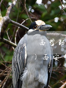 陜西哲勤律師事務(wù)所鋼貿(mào)(西安哲勤律師事務(wù)所)