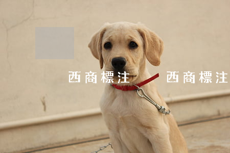陜西商標注冊(陜西商標注冊)