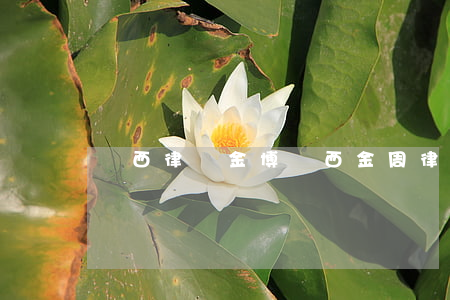 陜西律師金博(陜西金周律師事務(wù)所)