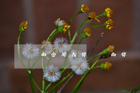 陜西金牌大律師(陜西律師事務(wù)所)