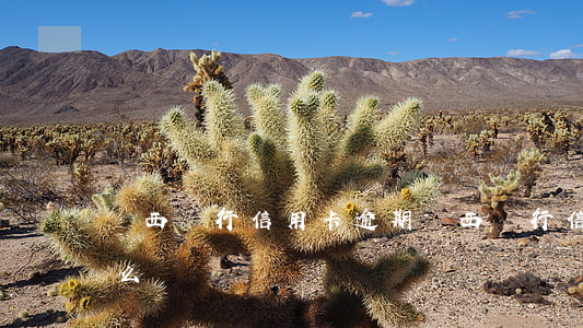 陜西銀行信用卡逾期(陜西銀行信用卡逾期怎么辦)