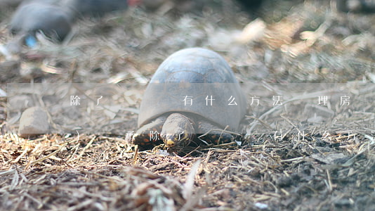 除了遺囑還有什么方法處理房產(chǎn)繼承(除了遺囑還有什么方法處理房產(chǎn)繼承)