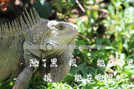 除了黑貓投訴還能在哪里投訴逾期-除了黑貓投訴還能在哪里投訴逾期的人