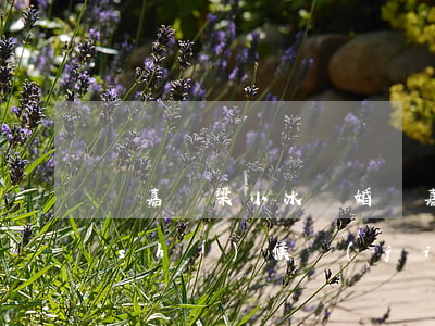 陳嘉輝梁小冰離婚(陳嘉輝和梁小冰什么時(shí)候結(jié)婚)