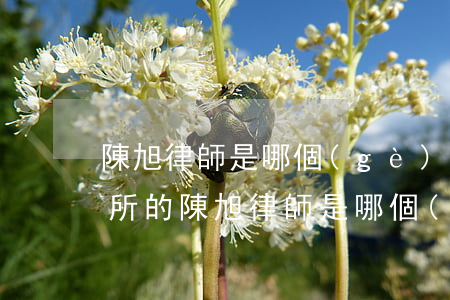 陳旭律師是哪個(gè)律師事務(wù)所的(陳旭律師是哪個(gè)律師事務(wù)所的)