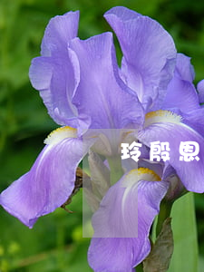 陳玲殷恩智離婚