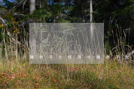 陳秋平欠信用卡 陳秋平欠信用卡