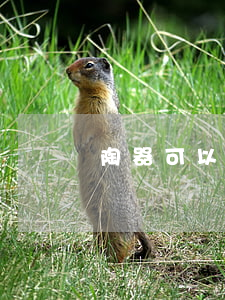 陶器可以買賣嗎違法嗎(買賣宋代瓷器違法嗎)