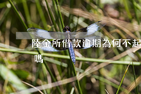 陸金所借款逾期為何不起訴(陸金所借款可靠嗎)