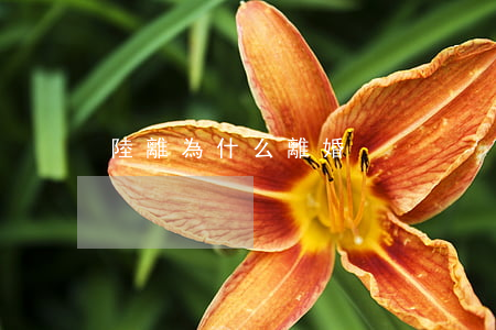 陸離為什么離婚