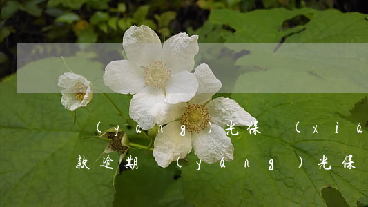 陽(yáng)光保險(xiǎn)信用貸款逾期(陽(yáng)光保險(xiǎn)信用貸款合法嗎)