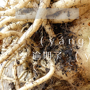 陽(yáng)光保險(xiǎn)的貸款逾期了(陽(yáng)光保險(xiǎn)逾期是什么意思)