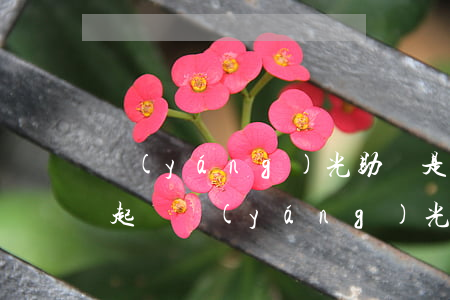 陽(yáng)光助貸是哪個(gè)公司起訴(陽(yáng)光貸款投訴電話)