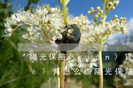 陽光保險(xiǎn)貸款逾期了三個(gè)月怎么辦(陽光保險(xiǎn)貸款逾期了一個(gè)月發(fā)了律師函過來)
