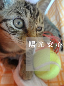 陽光安心貸逾期多久會被起訴(陽光貸款逾期)