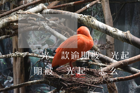 陽光貸款逾期被陽光起訴怎么辦(陽光貸款逾期被陽光起訴怎么辦)