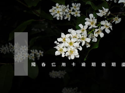 陽春信用卡逾期(逾期還款信用卡)
