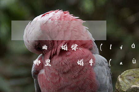 陽曲離婚律師聯(lián)系方式(曲陽在哪里辦離婚手續(xù)地址)