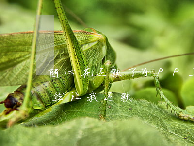 随心花还款了APP上显示逾期-随心花突然让我还款