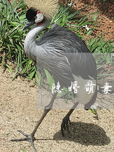 隐婚萌妻老公要离婚
