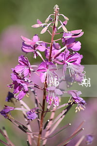 隔離期間還款逾期怎么辦(逾期還款一般怎么還)