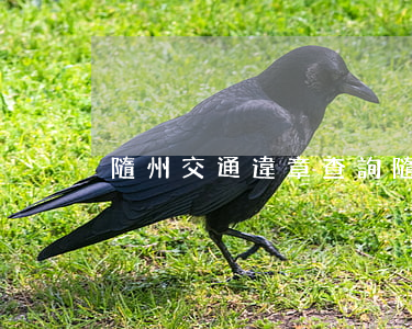 隨州交通違章查詢(隨州交警網(wǎng))