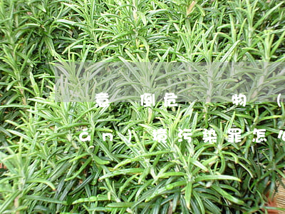 隨意傾倒危險廢物構(gòu)成環(huán)境污染罪怎么處罰
